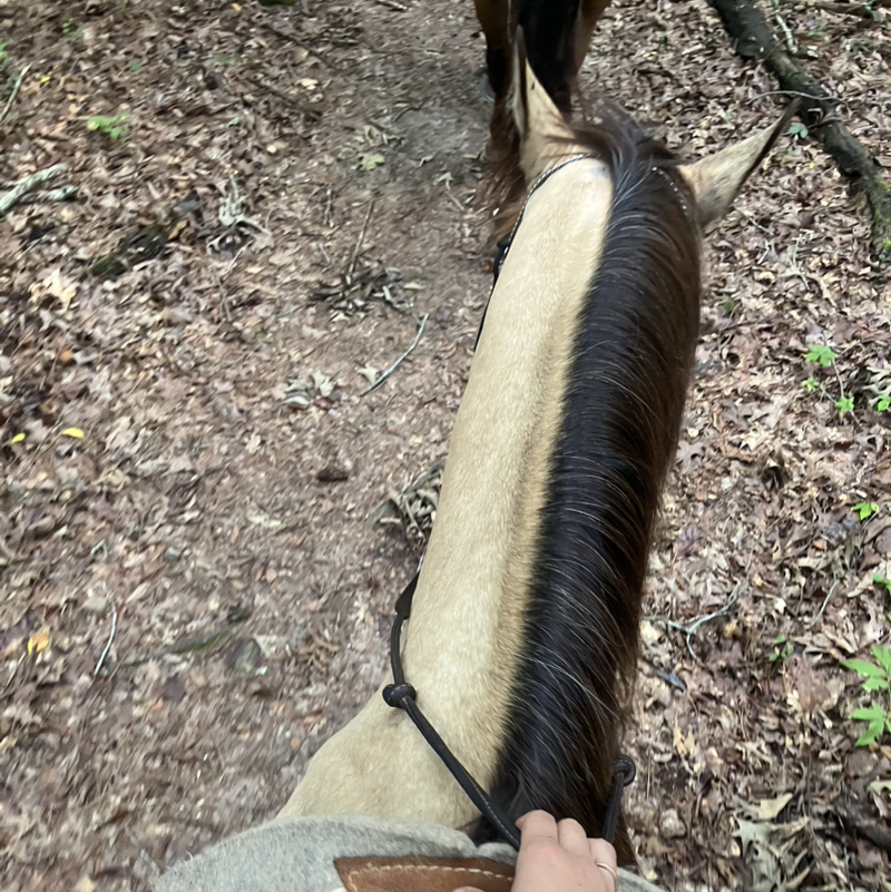 🐎 𝐬𝐡𝐞𝐥𝐛𝐬 🐎
