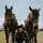 Hailyn_Rodeo