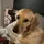 Doggo