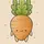 Carrotdevourer