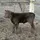 The Daily Farmhand
