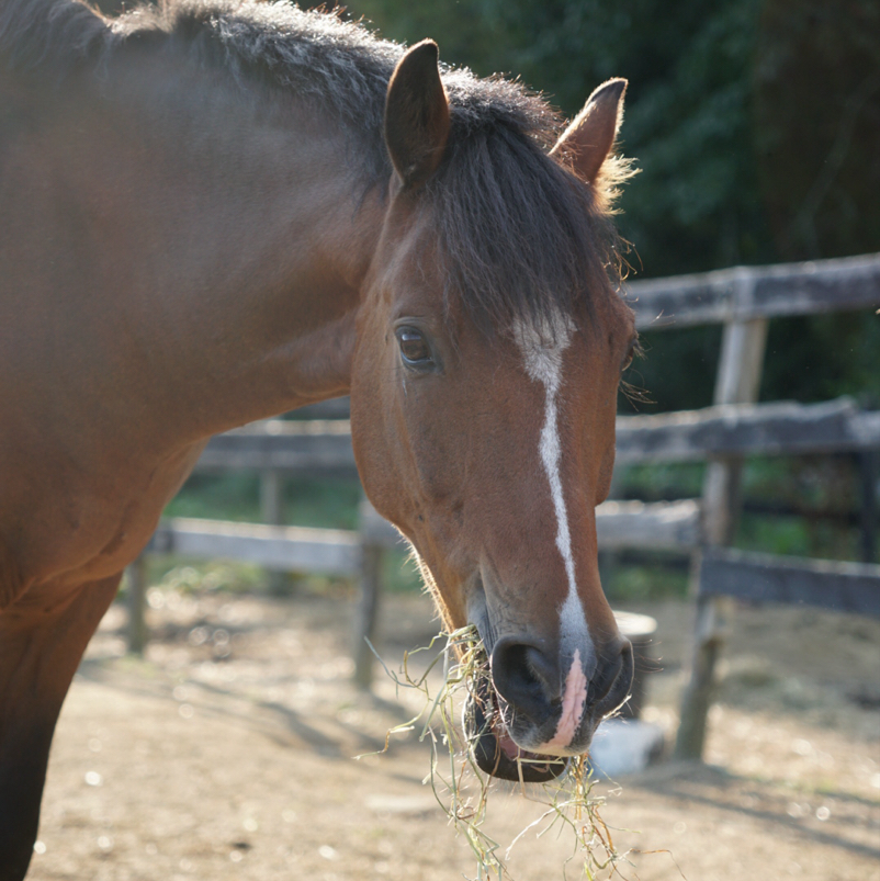 Mac._.Equine🌻🧸
