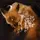foxyIN