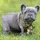 Frenchist bulldog