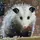 Blueberry the possum