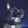Iced out cat