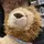 Toby