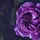 yourfavrose💜
