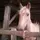 horses for life