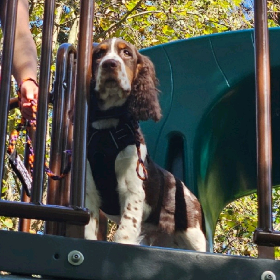Service Springer 