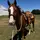 ranching_with_ellie