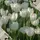 Seng_777
