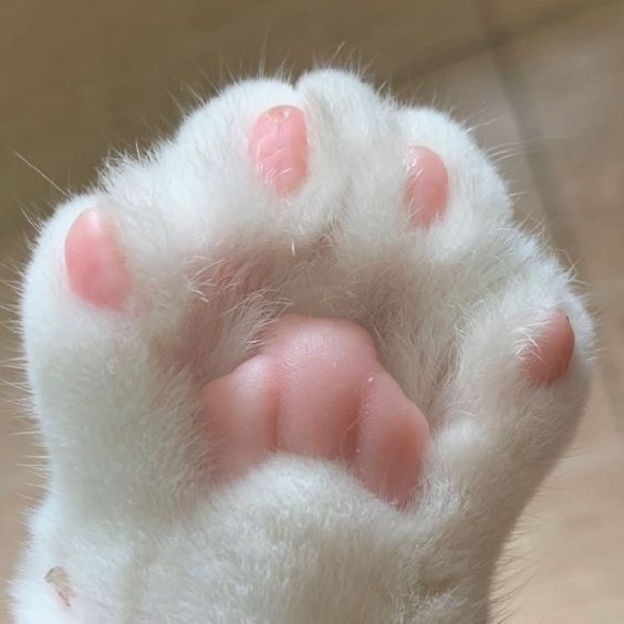 🌷🤍
