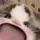 옐