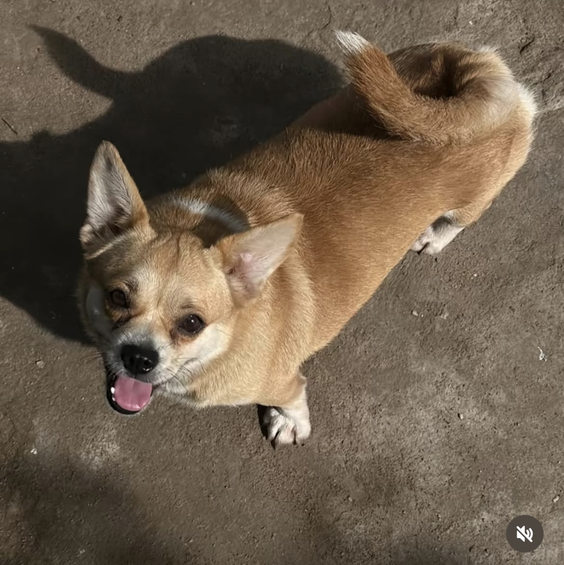 Booji