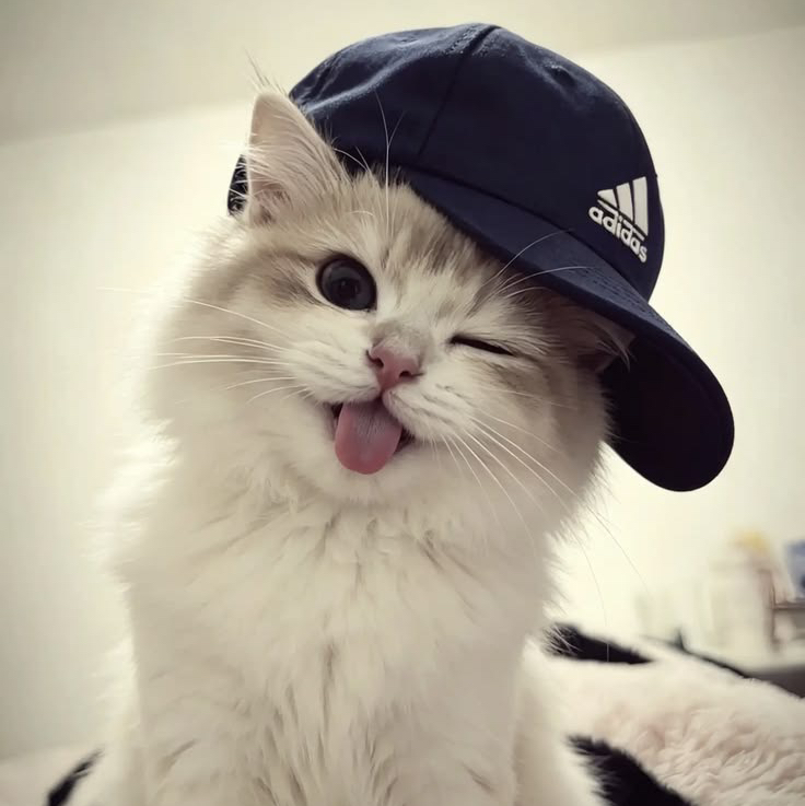 Senu_Cc