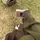 Sonyaa {LDR}