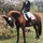 star_equestrian