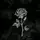 Queen of roses