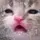 𝐧𝐯𝐦.@𝐜𝐜