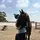 Olive_equestrian