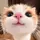 CupCat