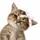 Meow