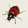 🐞