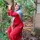 Fitriana Lutfa