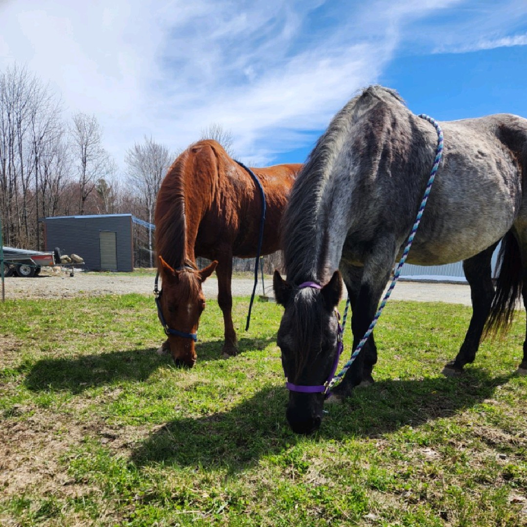 coco et ses poneys