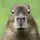 Capybara king