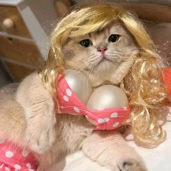 Cata🔥