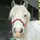River Equine