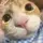 𝑻𝒐𝒂̀𝒏 𝑴𝒊𝒏𝒉 🐈