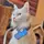 Poppy House Kitty