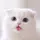 liquid cat 