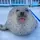 🦭seal🦭