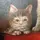 Cat_63