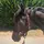 v.horse.love