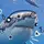 Immy_The_Shark!