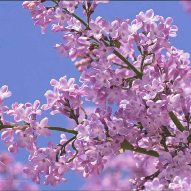Lilac 