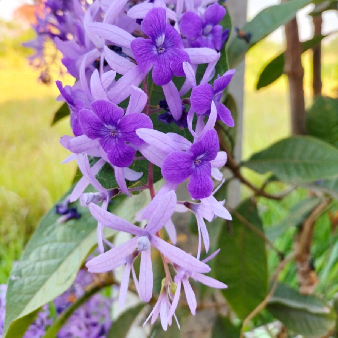 Niphadada36