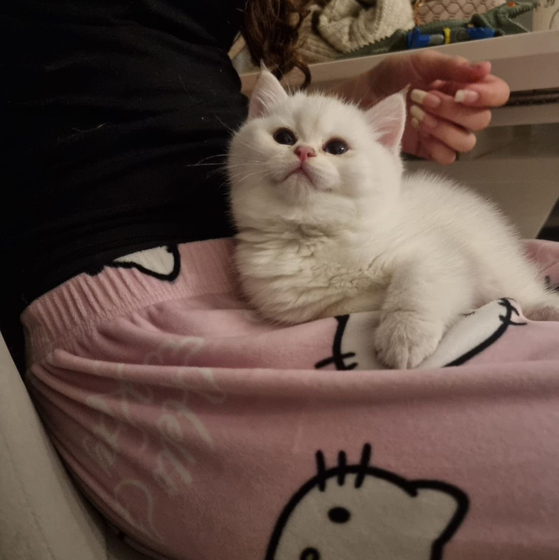 𝓩ོ 