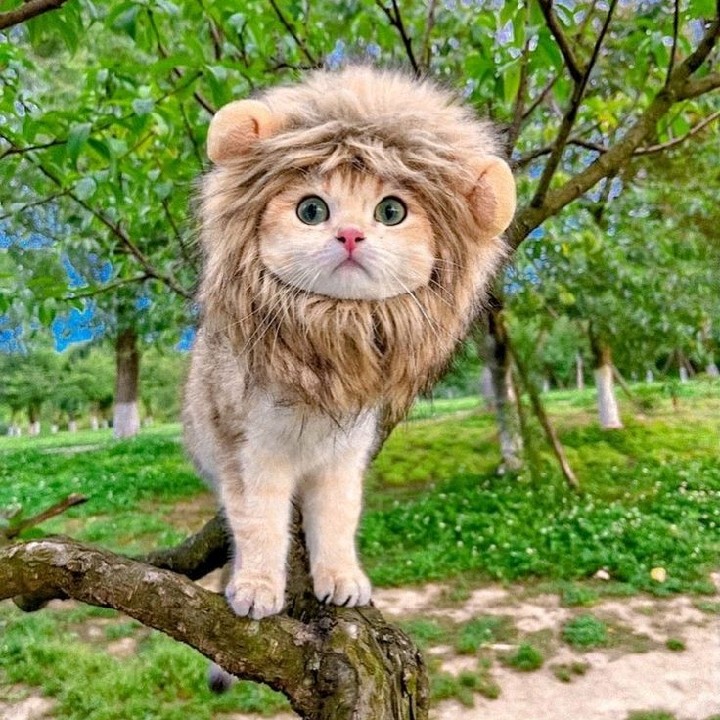 ™ Meow [AGE]