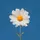 lovedaisy