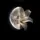 little moon 🌙
