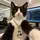 working cat