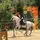 🍁🐴𝙴𝚍𝚒𝚝𝚜_𝚂𝚑𝚘𝚠𝚓𝚞𝚖𝚙𝚎𝚛🐴🍁