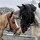 Horse edits
