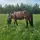 <3_eqestrian 